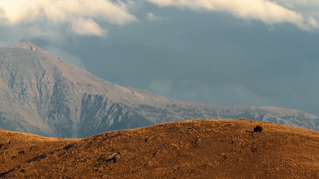 ovejas carneros pastando y bebiendo agua en la ladera de una montaña