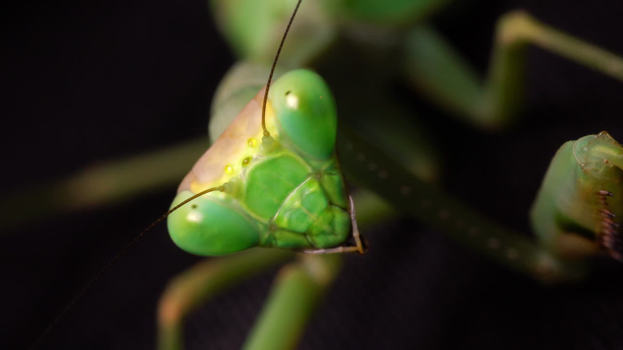 Closeup of a green praying mantis face while it looks to camera and moves constantly, black background