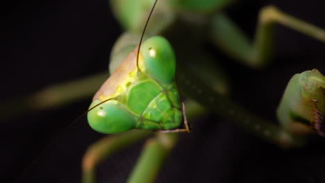 primer plano de una cara de mantis religiosa verde mientras mira a la cámara y se mueve constantemente, fondo negro