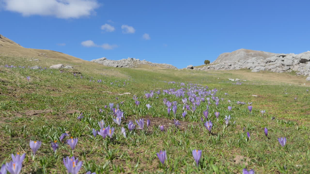 Beautiful saffron - Violet crocus field on mountain with calm blue sky in the spring,sunny day