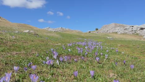 beautiful saffron - violet crocus field on mountain with calm blue sky in the spring,sunny day