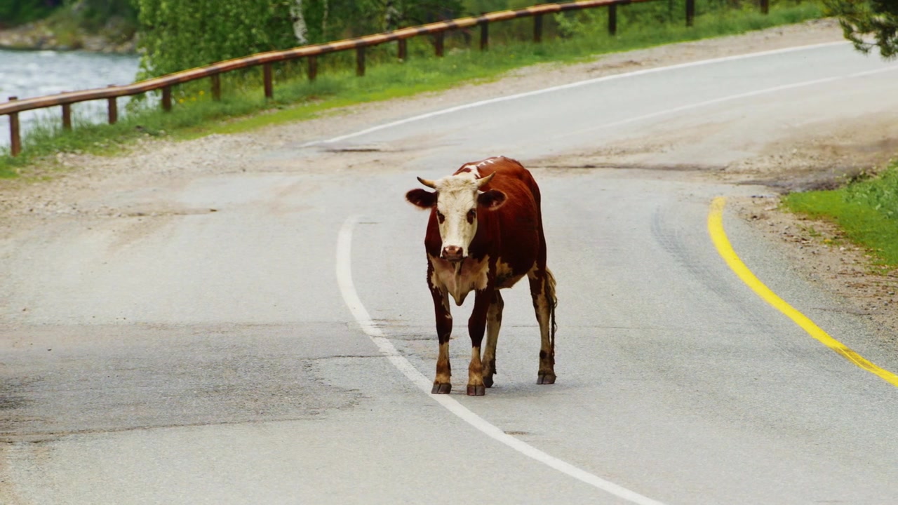 Brown and white cow walks confidently down winding road. Road curves gently with yellow line marking edge. Cow's head raised, calm and curious as it moves forward. Background features green grass
