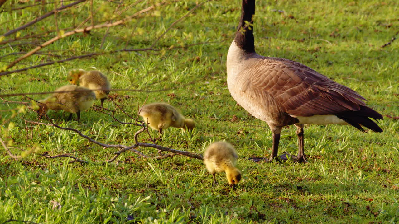 Day-one goslings walk, peck, and swim, all captured in slow, elegant motion.