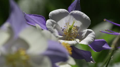 blue and white petals of columbine flowers with pollen on pistils close up