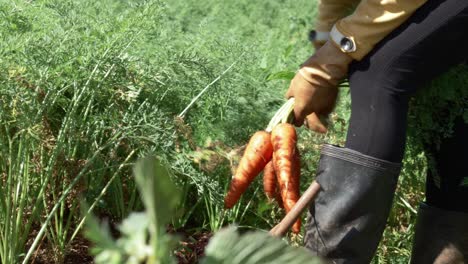 farm worker in gloves pulling out freshly picked carrots, agribusiness production concept