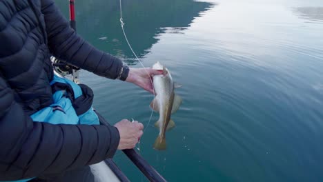 man return the cod fish back into the river of norway