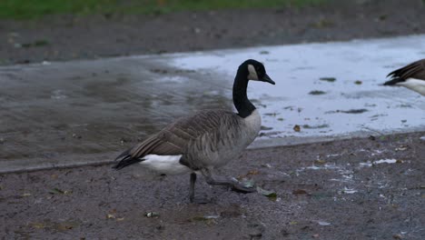 canada geese walk through the mud on a rainy day near wet pavement