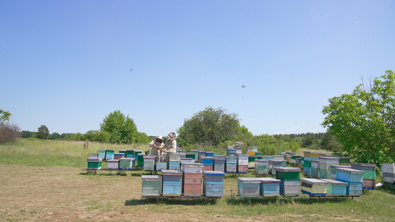 Little apiary of wooden beehives in the meadow near forest. Two beekeepers checking up honey frames. Sunny day backdrop.