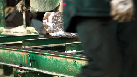 man adjusting aspen tree log on heavy equipment for cutting