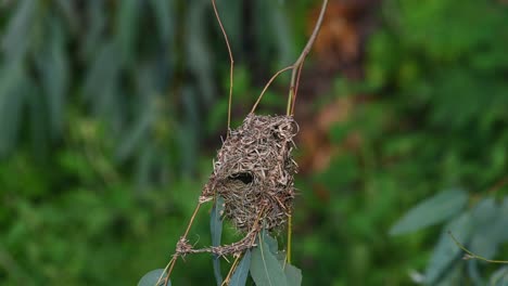 a completed nest with a pre perch at the entrance, designed for the bird to land there before entering