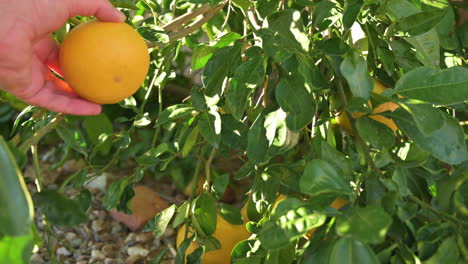 primer plano, de, naranja, en, árbol