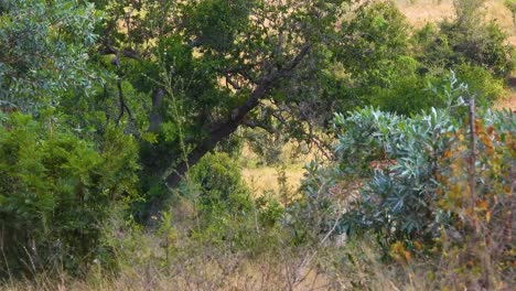 Jirafa-Sudafricana-Caminando-Entre-La-Vegetación-De-La-Sabana