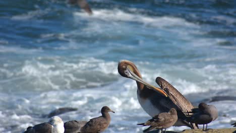 california brown pelican and sea gulls in la jolla california ocean waves crashing