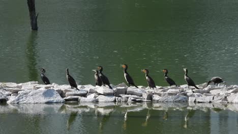 bandada de cormoranes indios encaramados en rocas cerca del río