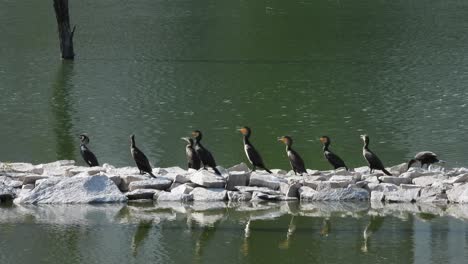 flock of indian cormorant perched on rocks near river