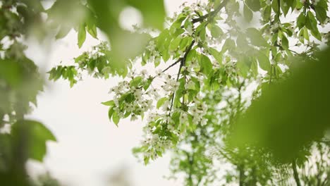 Flores-De-Manzano-De-Primavera-En-El-Jardín