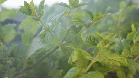 smoke blowing on green spearmint plant in the garden