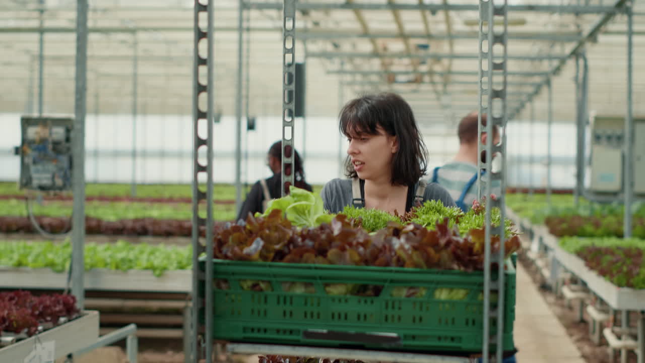 Harvesting lettuce in a greenhouse