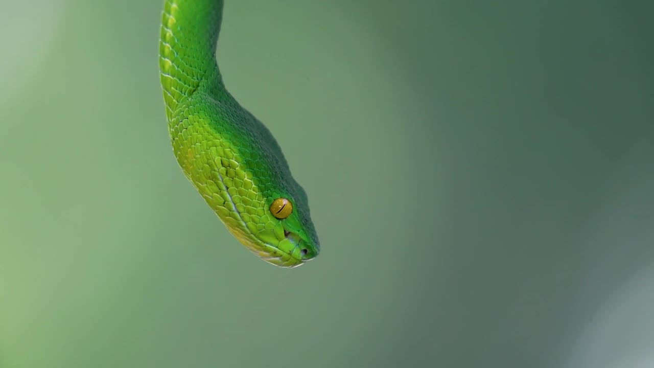 белощекая питвипер - ядовитая питвипер, эндемик юго-восточной азии, часто встречается ночью, поджидая на ветке или сучьях дерева вблизи водоема с большим количеством пищи.