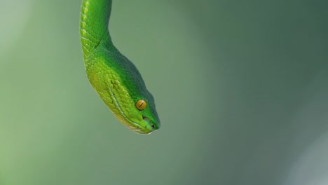 La-Víbora-De-Labios-Blancos-Es-Una-Víbora-Venenosa-Endémica-Del-Sudeste-Asiático-Y-A-Menudo-Se-Encuentra-Durante-La-Noche-Esperando-En-Una-Rama-O-Rama-De-Un-árbol-Cerca-De-Un-Cuerpo-De-Agua-Con-Muchos-Alimentos