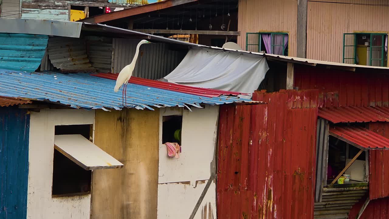Häger sitter på taket ovanför färgglada rustika stylthus i den fattiga byn Kota Kinabalu, Malaysia