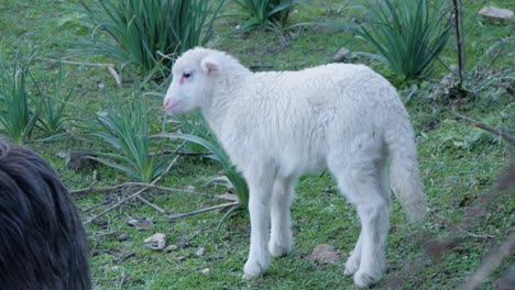 Verspieltes-Lamm,-Das-Sein-Bein-Benutzt,-Um-Süßes-Lamm-Zu-Berühren,-Das-Sich-Draußen-Auf-Sardinien,-Italien,-Hinlegt