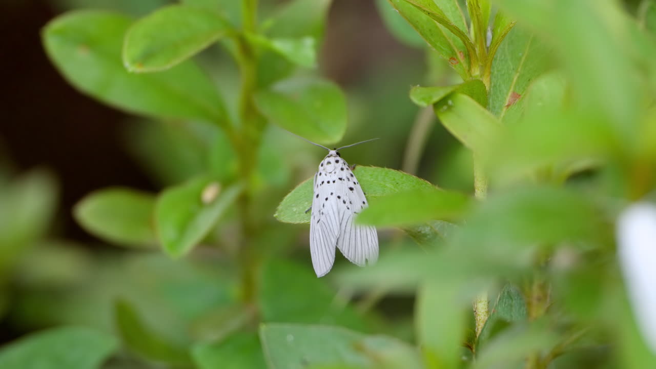 Agrisius Fuliginosus Moore moth, white with black spots, resting on leaf