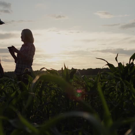 Los-Agricultores,-Hombre-Y-Mujer,-Se-Paran-En-Un-Campo-De-Maíz-Y-Usan-Una-Tableta-Digital.