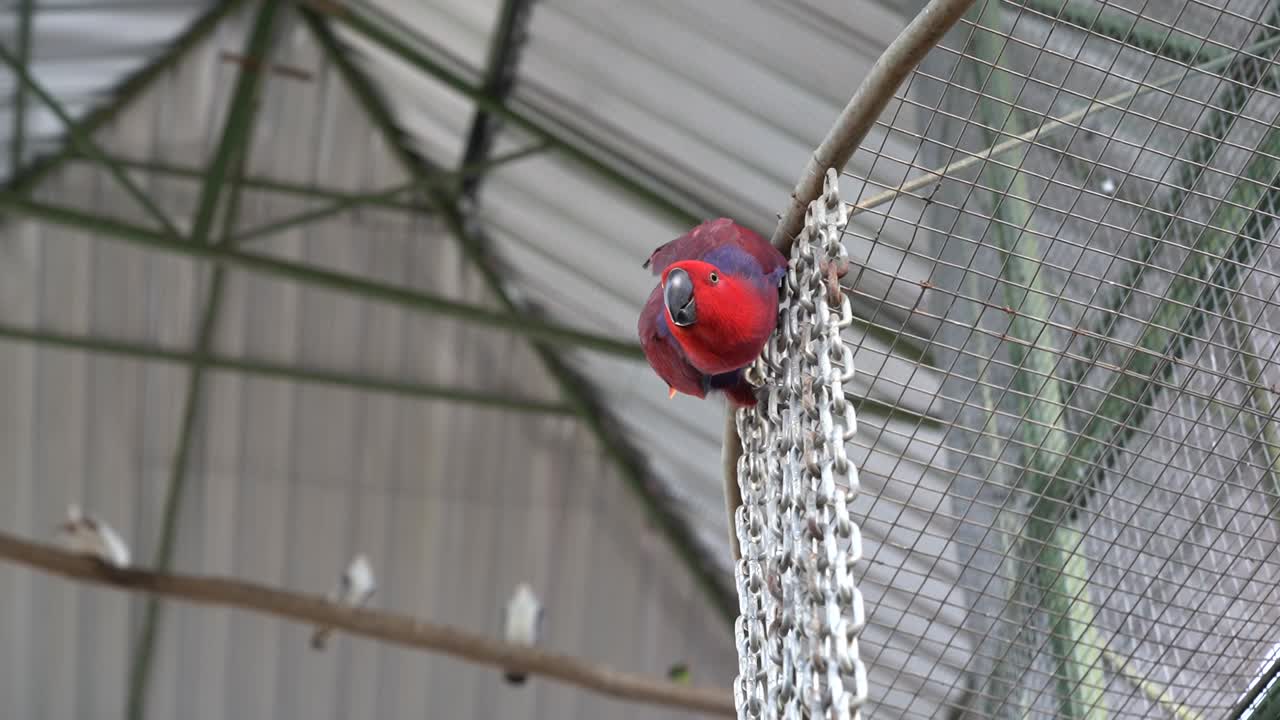 alimentación manual de loro eclectus hembra, simpático pájaro rojo vivo en aviario