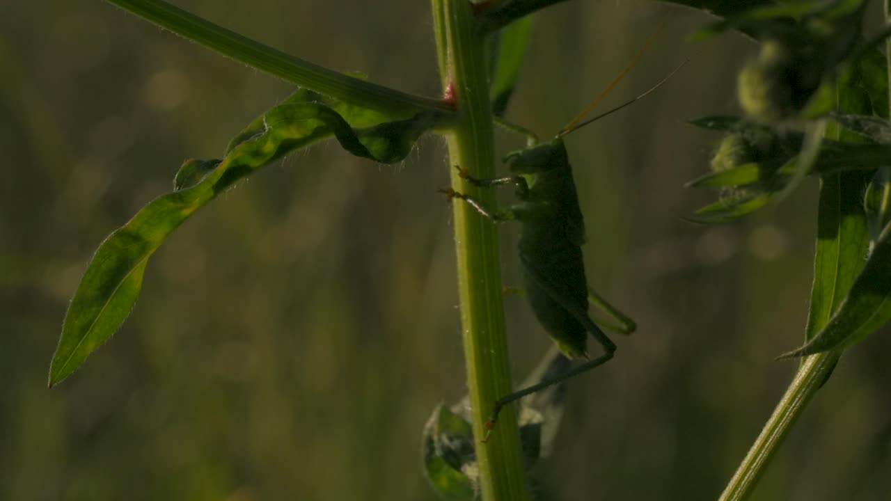 Cavalletta Verde su Stelo di Pianta