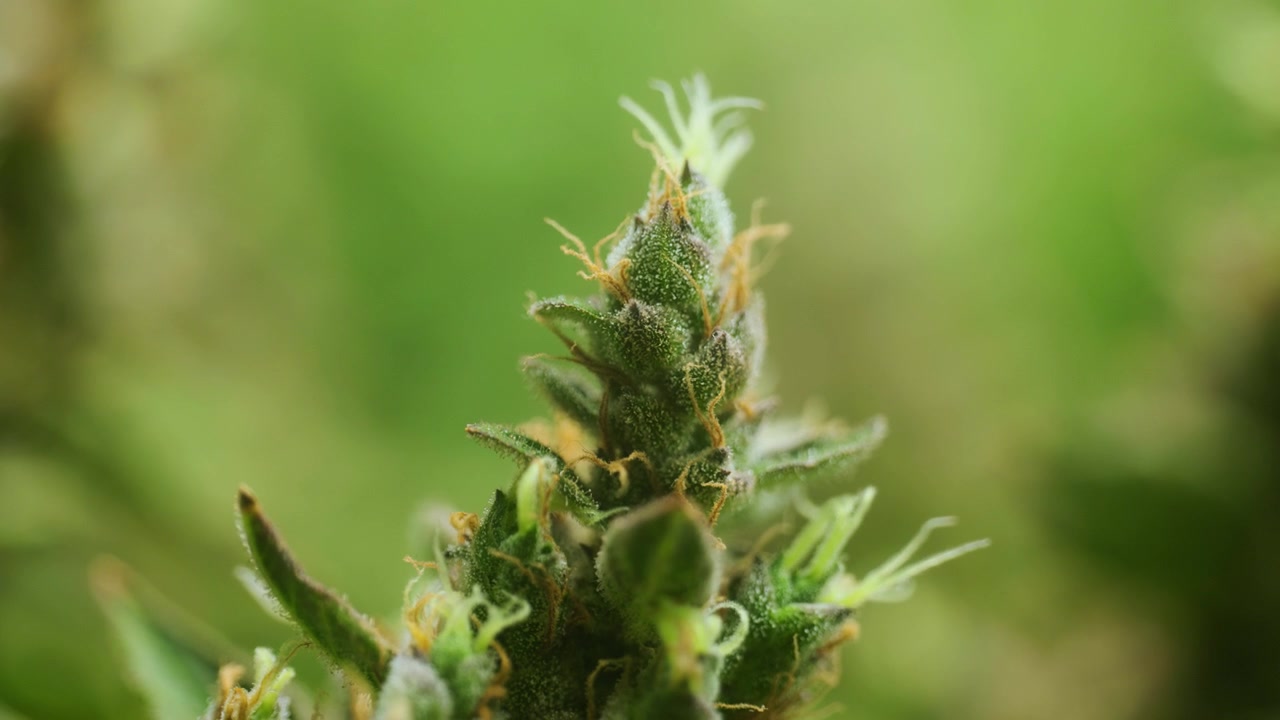 4K Cinematic close up macro footage of weed flowers and leaves on marijuana plants in an indoor growing house farm