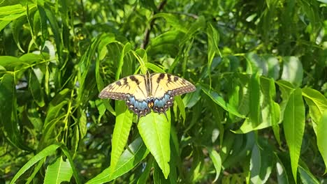 video estático en primer plano de una mariposa de cola de golondrina tigre oriental papilio glaucus en una hoja