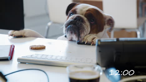 montage of dogs working day in an office