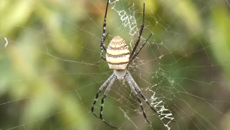 telaraña uhd mp4 4k vídeo