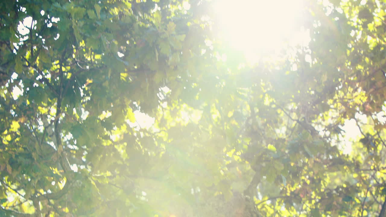 близкий взгляд на деревья в парке