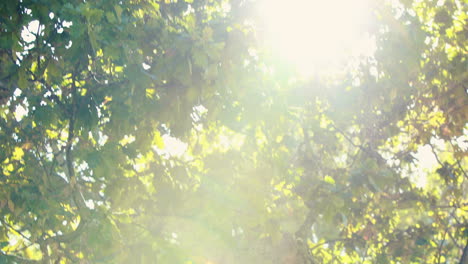 Close-up-of-trees-in-the-park