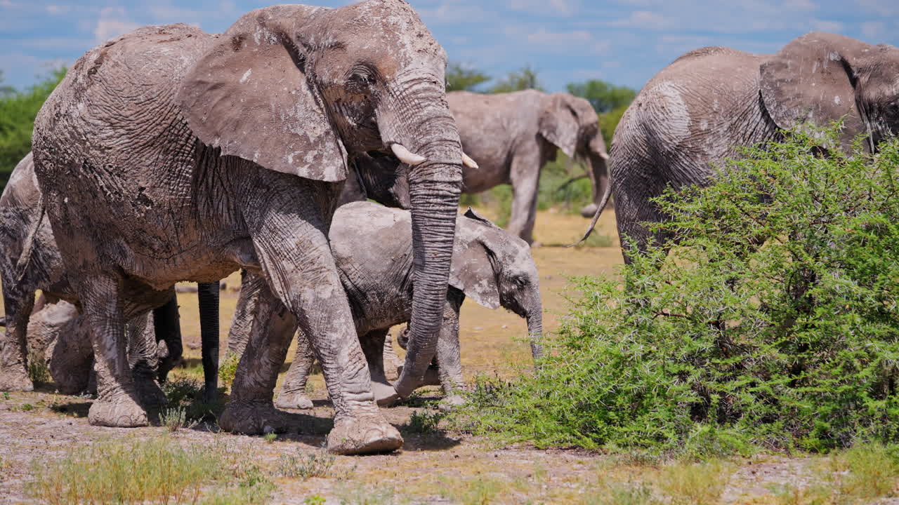 African Elephants in the Savannah