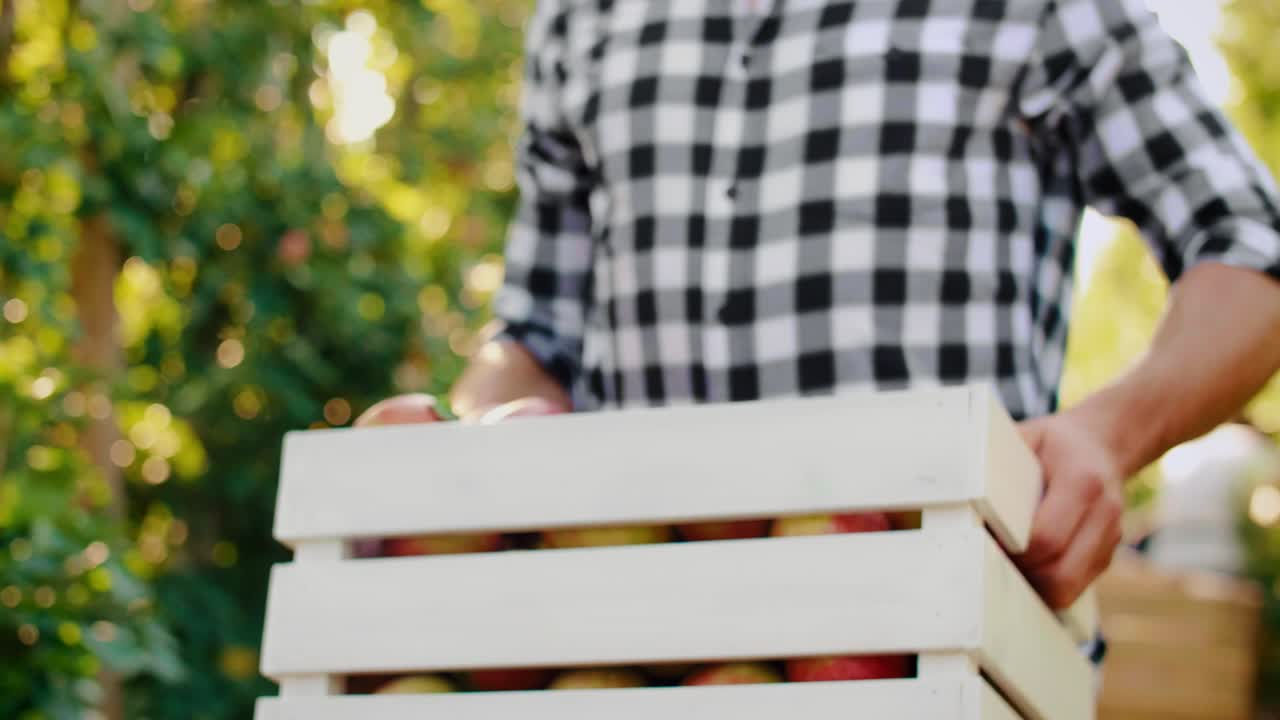 채취 할 준비가 된 익은 사과