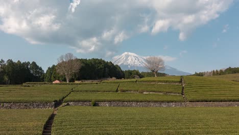 slow dolly in time lapse at mount fuji green tea fields in japan