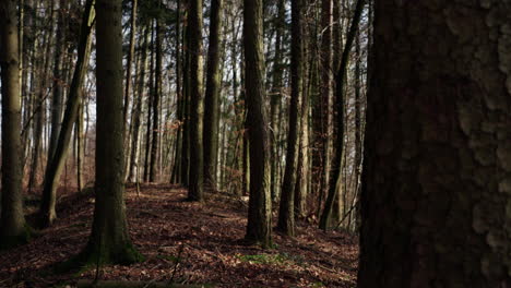 a-small-forest,-the-ground-covered-with-leaves,-rack-focus