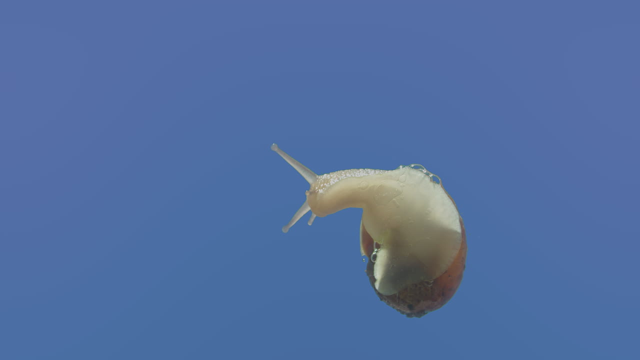 toma macro de un caracol desde abajo a medida que emerge de su caparazón y se arrastra hacia la izquierda de la pantalla
