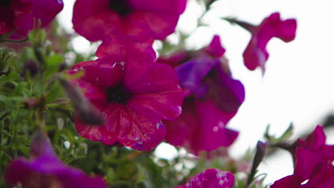 flowers outside in the backyard on a rainy day in autumn