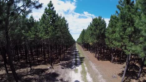 plantación de pinos en el cabo oriental