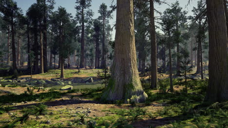 sunlight filters through tall trees in a serene forest landscape