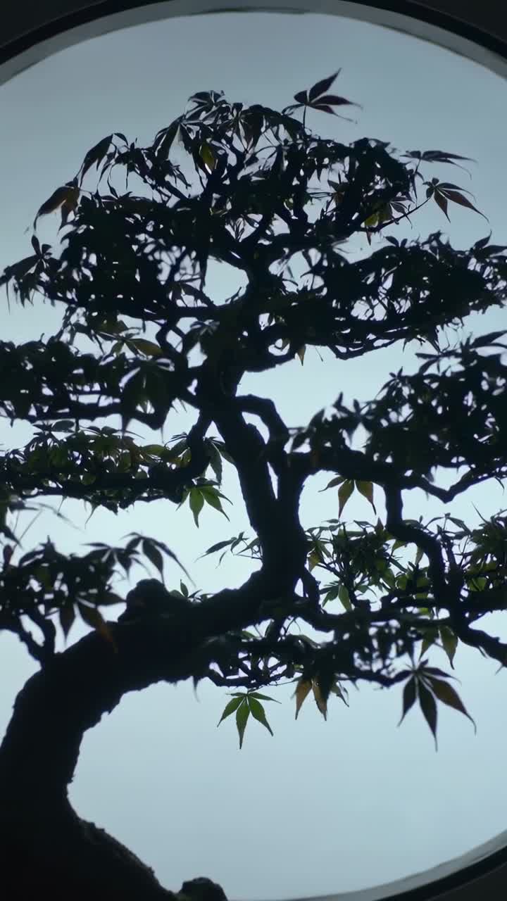 Video verticale: Bonsai che ondeggia sfiorato dalla telecamera davanti a una finestra rotonda retroilluminata, mostrando vaso e silhouette.