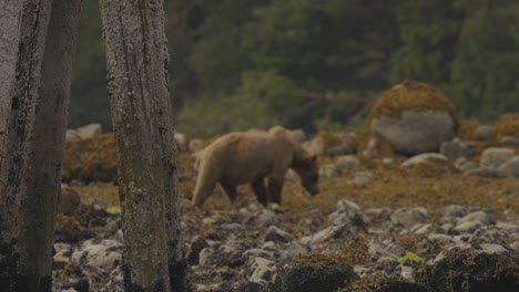 grizzly bear walking on beach next to pillars on the shore