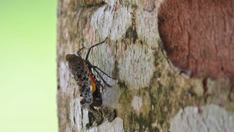 Auf-Der-Rinde-Des-Baumes-Ruhend-Gefunden,-Der-Beim-Herauszoomen-Der-Kamera-Sichtbar-Wird,-Laternenwanze,-Penthicodes-Variegate,-Thailand