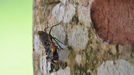encontrado descansando en la corteza del árbol revelado cuando la cámara se aleja, insecto linterna, penthicodes variegate, tailandia