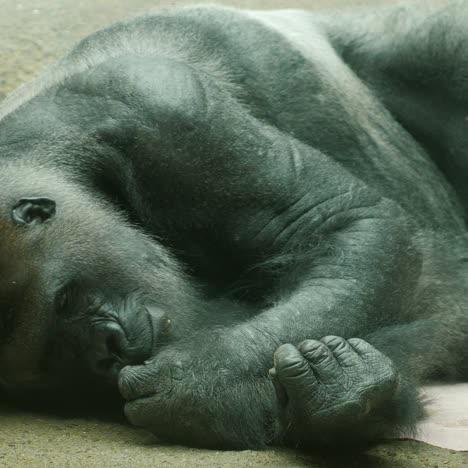 Großer-Männlicher-Gorilla,-Der-Auf-Einem-Handtuch-Liegt