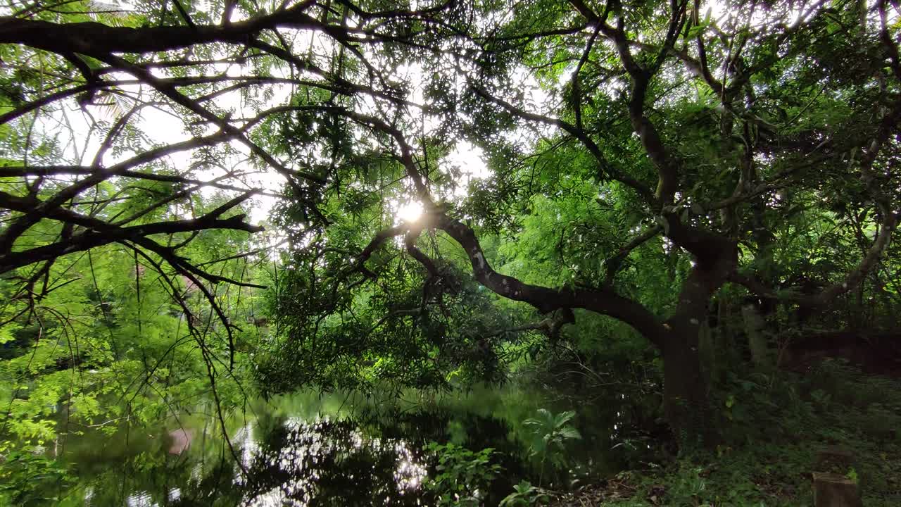 Beautiful forest pond with sun glare through tree leaves